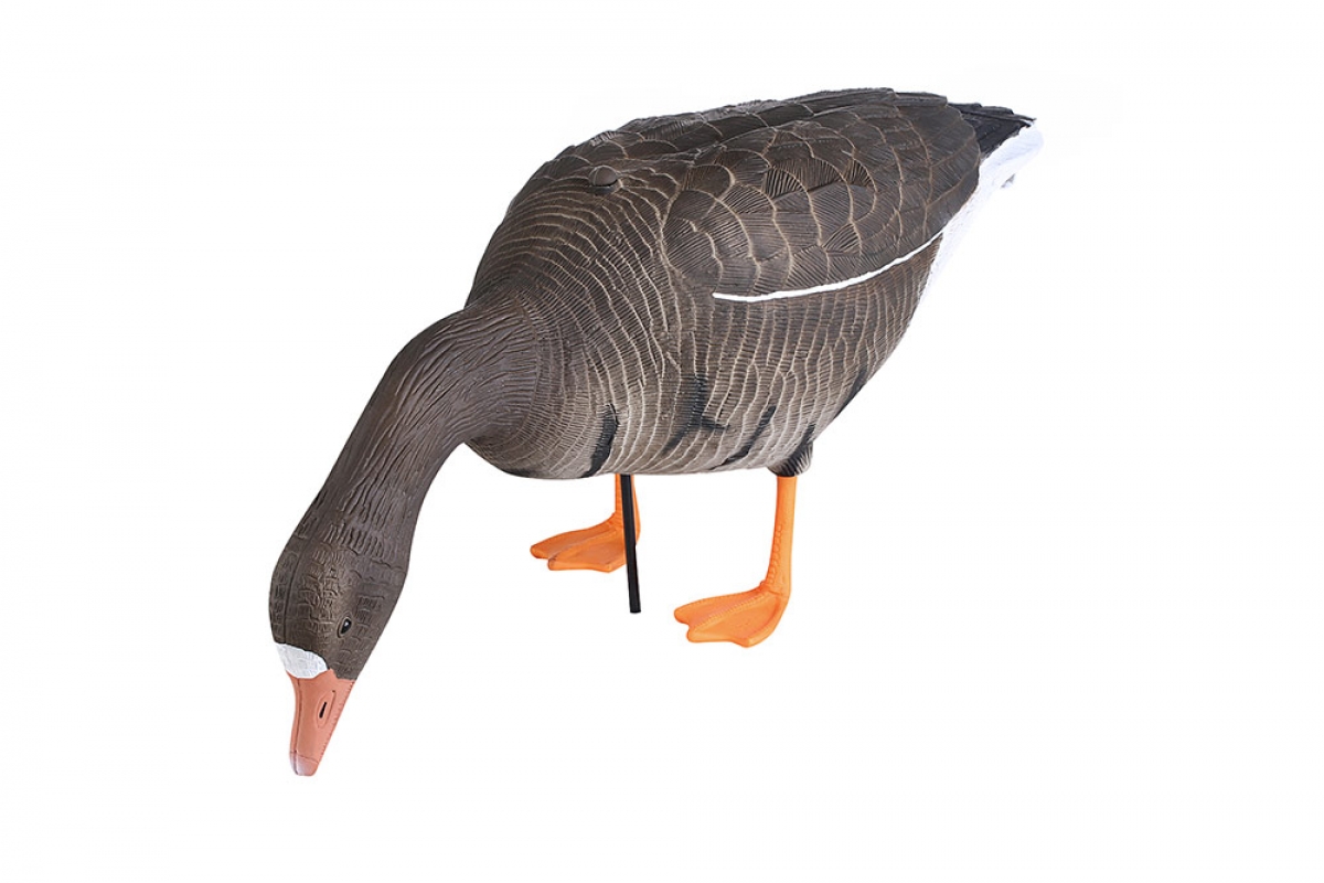 Чучело гусь "Белолобый" кормящийся