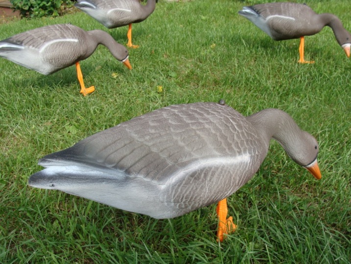 Чучело гусь "Белолобый" кормящийся