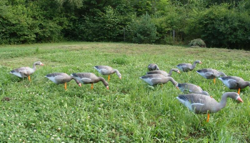 Чучело гусь "Белолобый" кормящийся