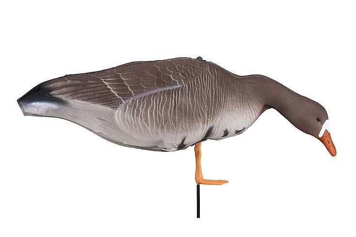 Чучело гусь "Белолобый" кормящийся